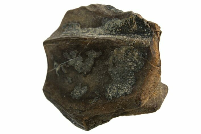 Fossil Dinosaur (Triceratops) Tooth Crown - Montana #332615